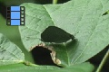 Scene 53_Hairstreak on Leaf past Garbage Dump